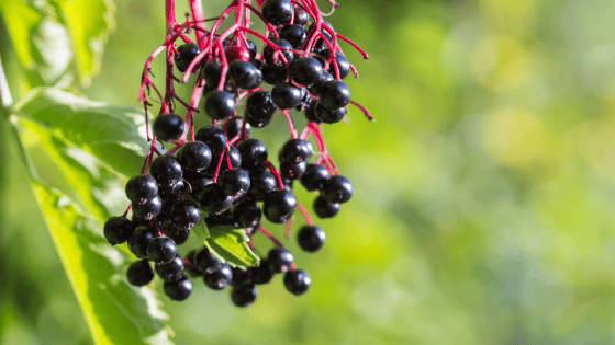 20+ Fruits That Start With E – With Descriptions