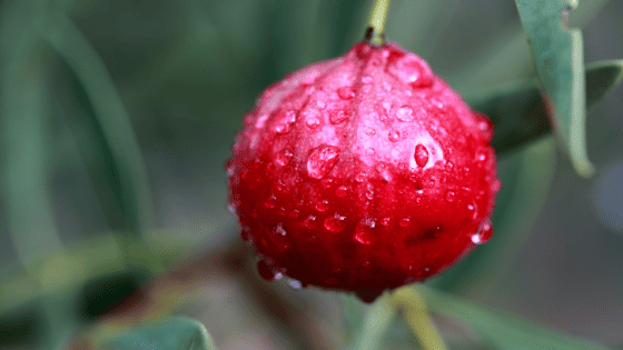 11 Fruits That Start With Q – With Descriptions