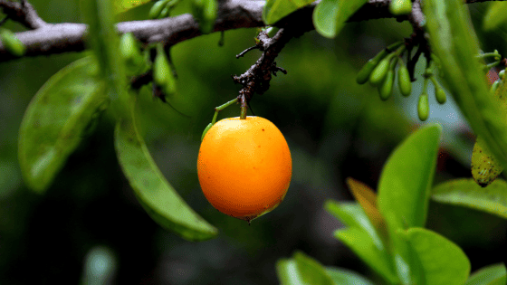14 Fruits That Start With X – With Descriptions