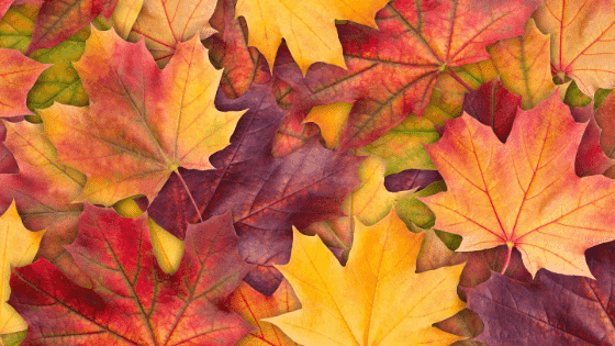 150+ Words To Describe Autumn/Fall